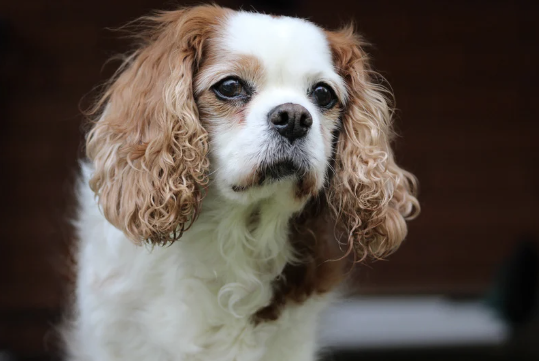 Identification of genes associated with longevity in dogs: 9